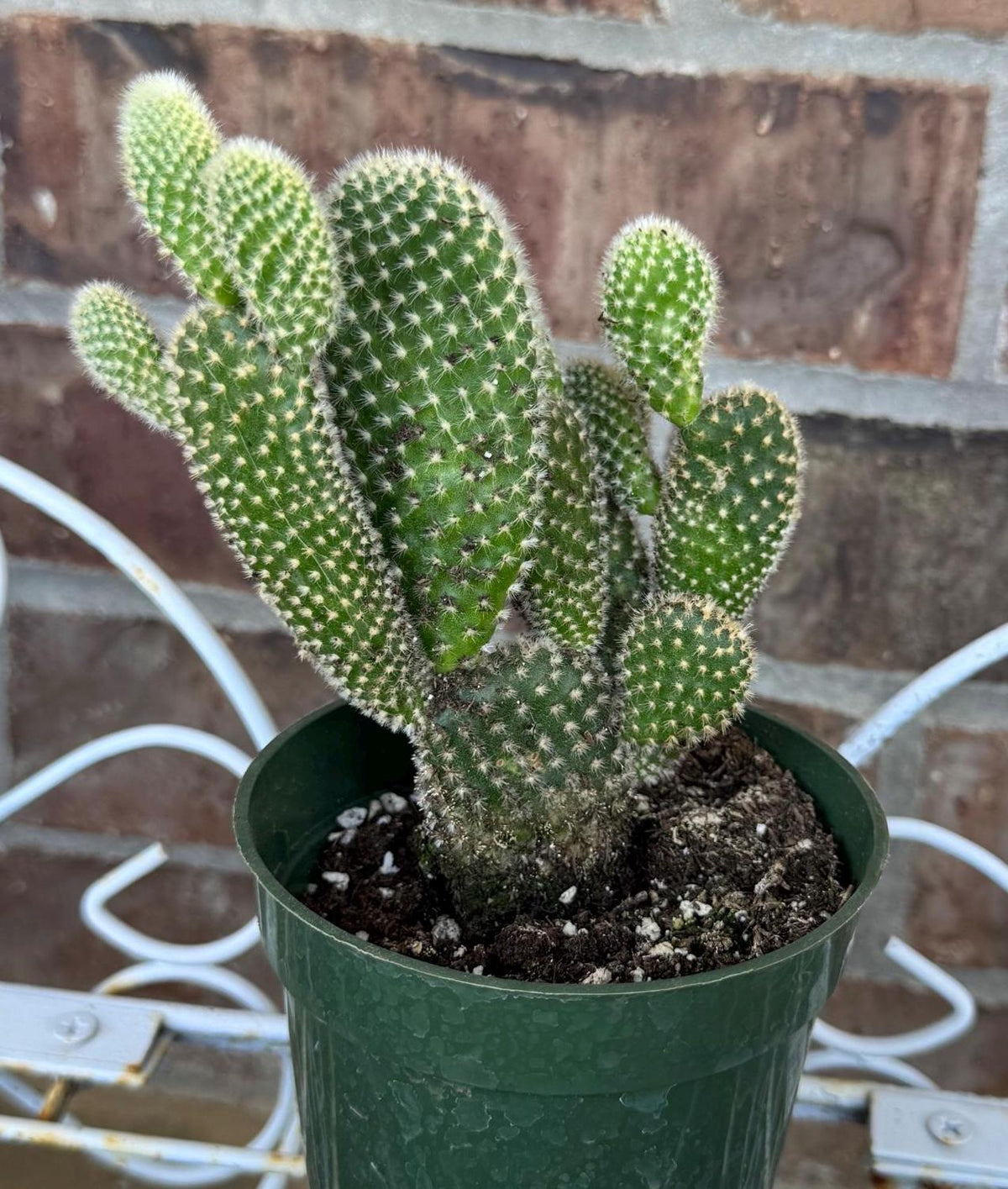 White Bunny Ear Cactus: Bareroot Succulent