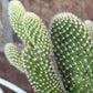 White Bunny Ear Cactus: Bareroot Succulent