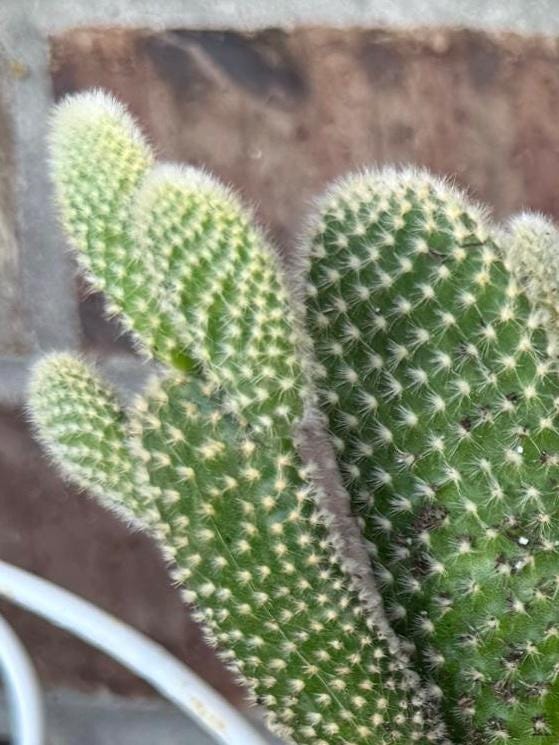 White Bunny Ear Cactus: Bareroot Succulent