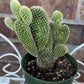 White Bunny Ear Cactus: Bareroot Succulent
