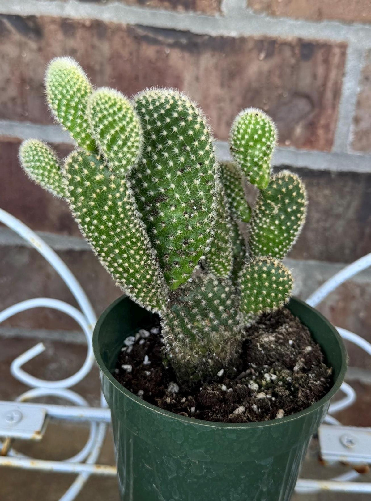 White Bunny Ear Cactus: Bareroot Succulent