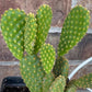 Yellow Bunny Ear Cactus: Bareroot Opuntia Microdasys Rufida - 5-7" Tall