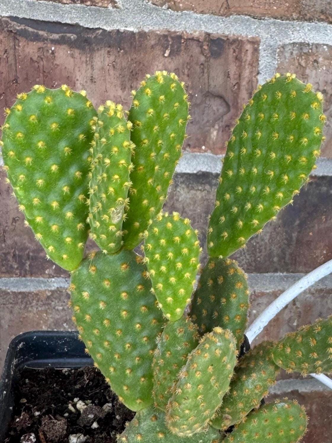 Yellow Bunny Ear Cactus: Bareroot Opuntia Microdasys Rufida - 5-7" Tall