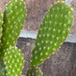 Yellow Bunny Ear Cactus: Bareroot Opuntia Microdasys Rufida - 5-7" Tall