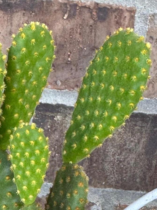 Yellow Bunny Ear Cactus: Bareroot Opuntia Microdasys Rufida - 5-7" Tall