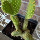 Yellow Bunny Ear Cactus: Bareroot Opuntia Microdasys Rufida - 5-7" Tall