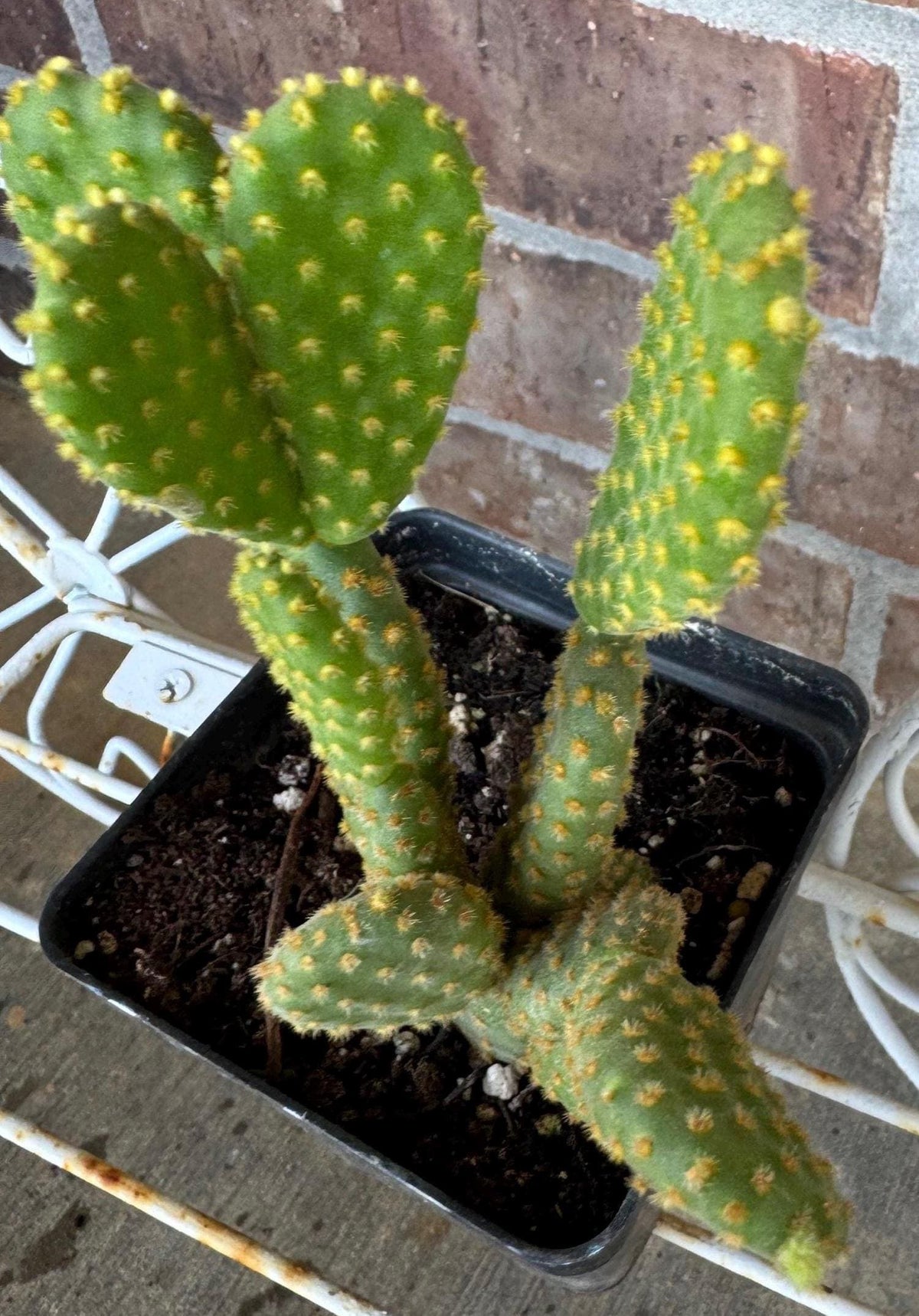 Yellow Bunny Ear Cactus: Bareroot Opuntia Microdasys Rufida - 5-7" Tall