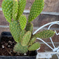 Yellow Bunny Ear Cactus: Bareroot Opuntia Microdasys Rufida - 5-7" Tall
