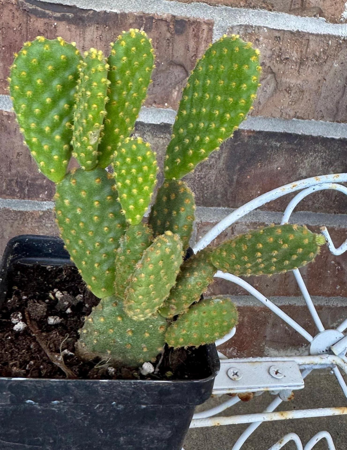Yellow Bunny Ear Cactus: Bareroot Opuntia Microdasys Rufida - 5-7" Tall