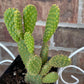 Yellow Bunny Ear Cactus: Bareroot Opuntia Microdasys Rufida - 5-7" Tall