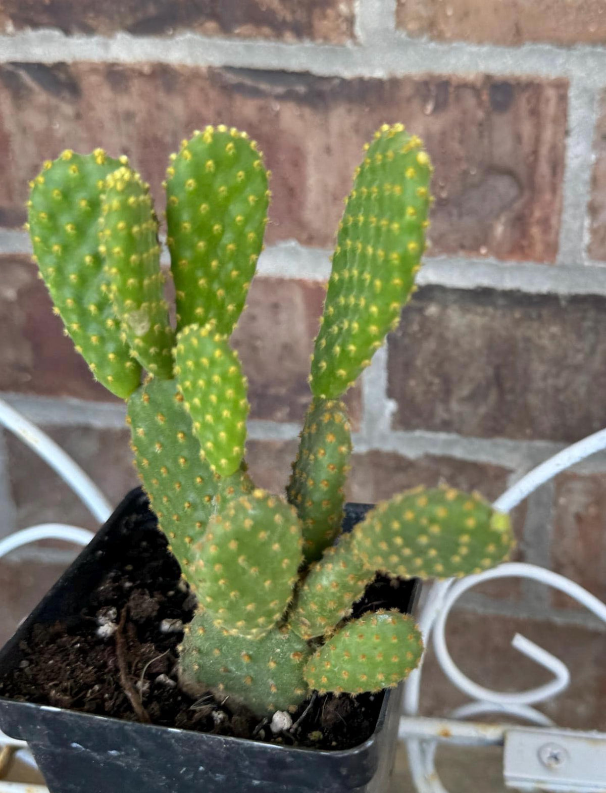 Yellow Bunny Ear Cactus: Bareroot Opuntia Microdasys Rufida - 5-7" Tall