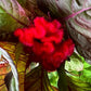 Giant Cockscomb Celosia Seeds – 50 Seeds | Mixed Colors | Huge Velvety Blooms