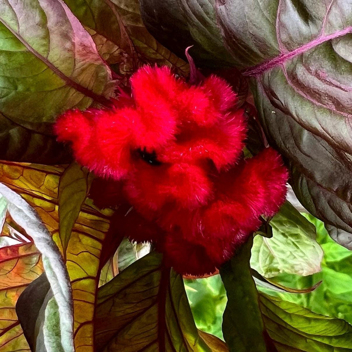 Giant Cockscomb Celosia Seeds – 50 Seeds | Mixed Colors | Huge Velvety Blooms