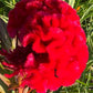 Giant Cockscomb Celosia Seeds – 50 Seeds | Mixed Colors | Huge Velvety Blooms