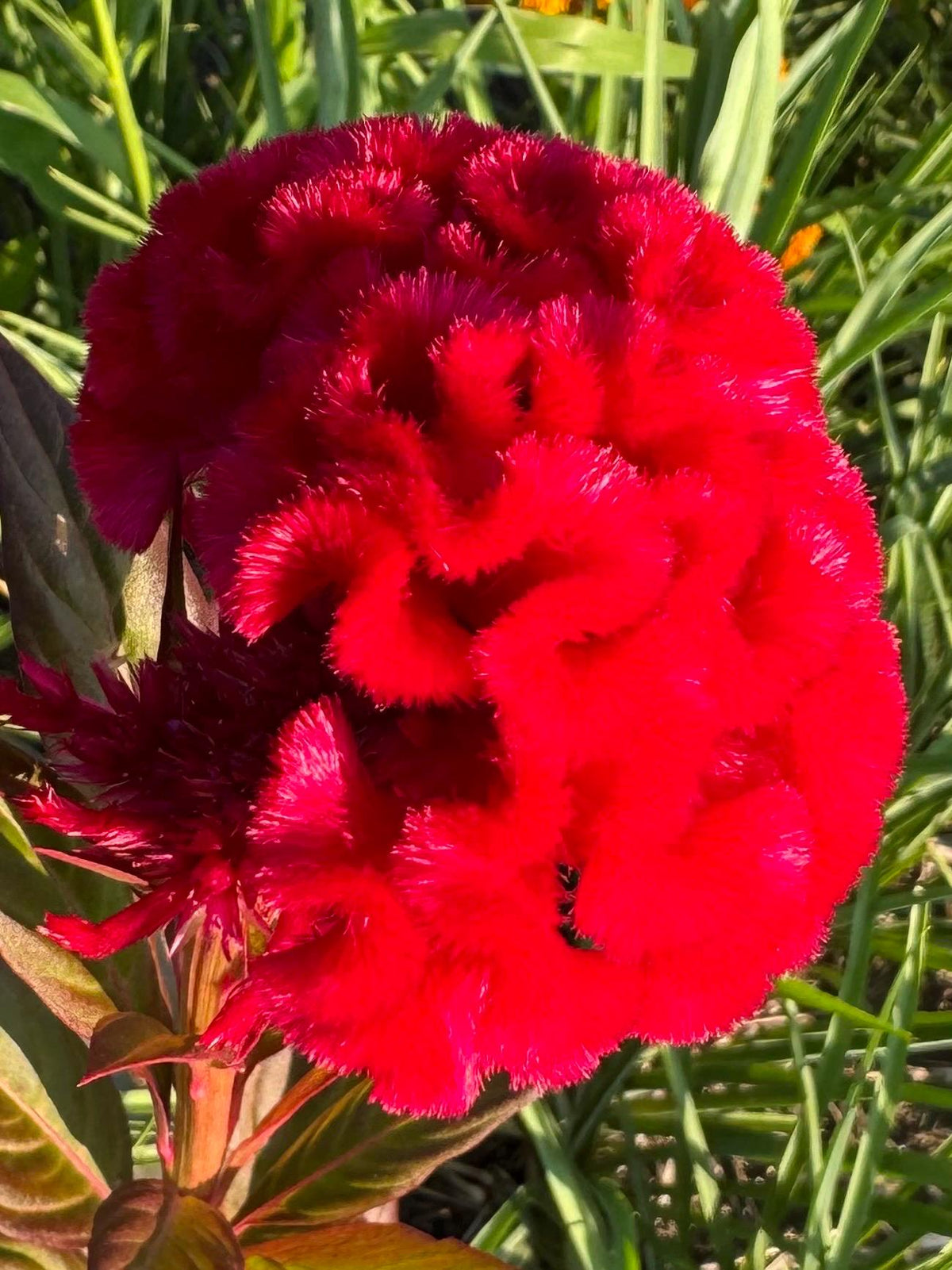 Giant Cockscomb Celosia Seeds – 50 Seeds | Mixed Colors | Huge Velvety Blooms