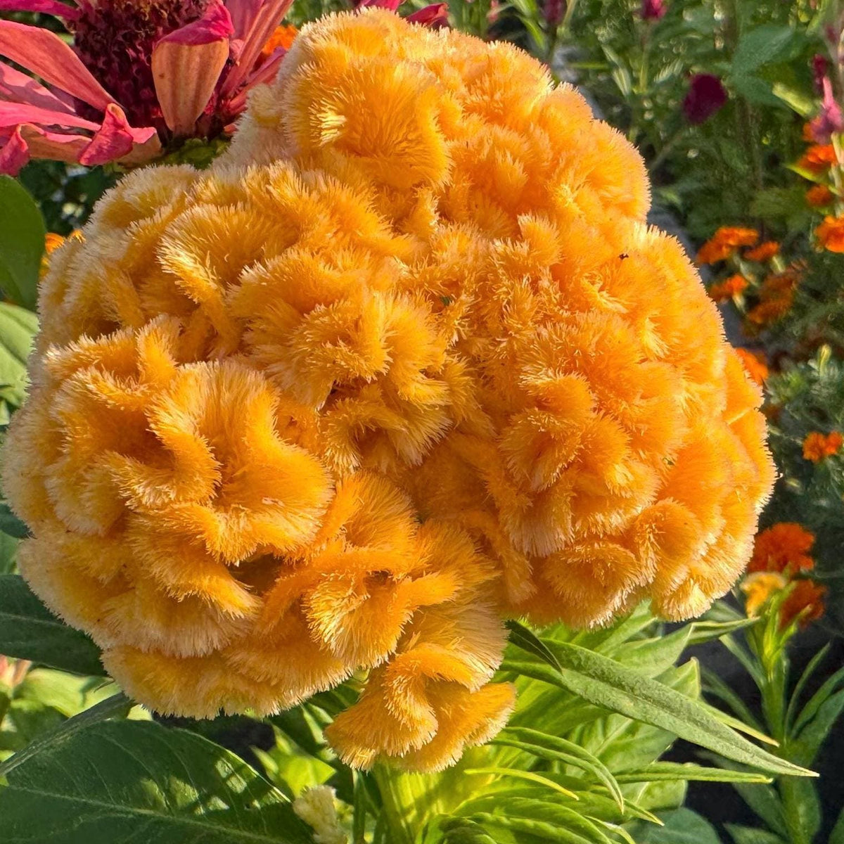 Giant Cockscomb Celosia Seeds – 50 Seeds | Mixed Colors | Huge Velvety Blooms