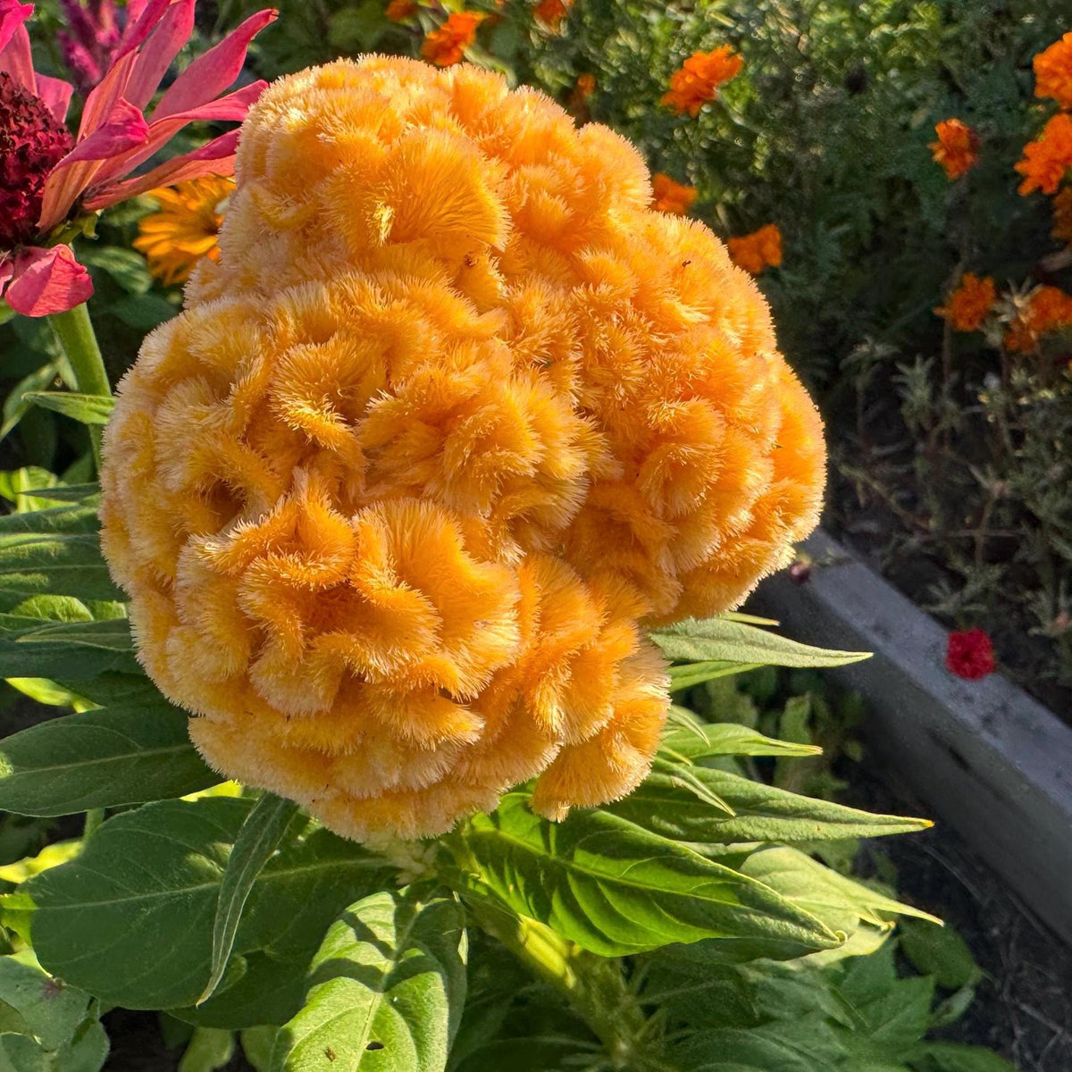 Giant Cockscomb Celosia Seeds – 50 Seeds | Mixed Colors | Huge Velvety Blooms