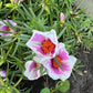 Giant Rose Moss, Portulaca Grandiflora, 100+ Count Color Variety Seed