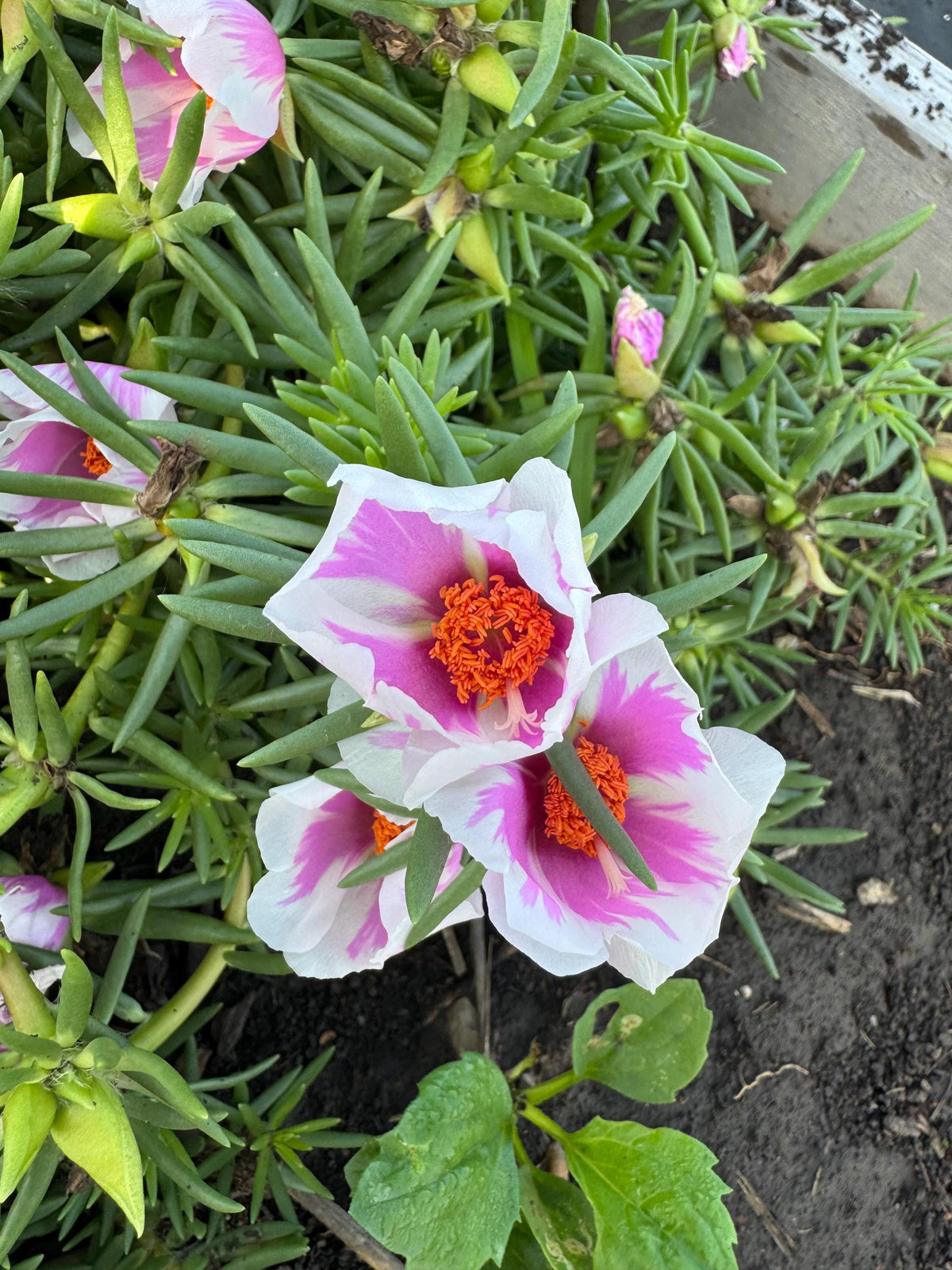 Giant Rose Moss, Portulaca Grandiflora, 100+ Count Color Variety Seed