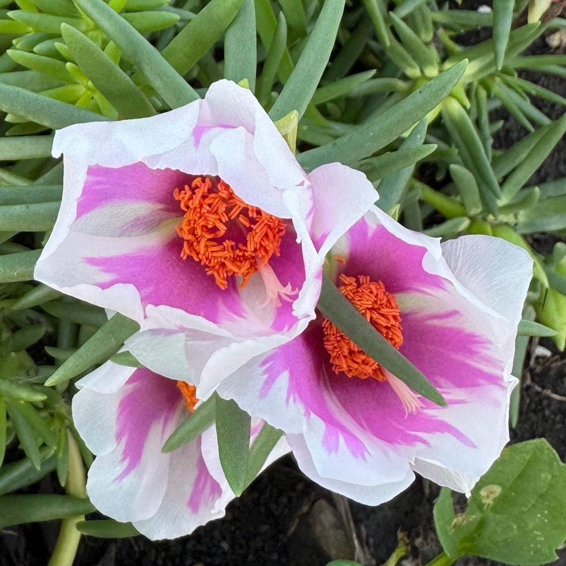 Giant Rose Moss, Portulaca Grandiflora, 100+ Count Color Variety Seed