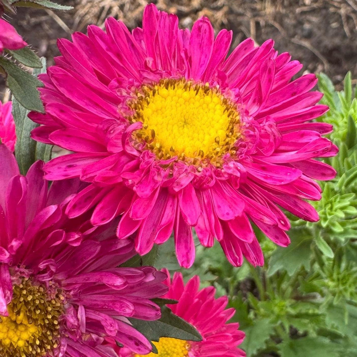 Aster Flower Seed