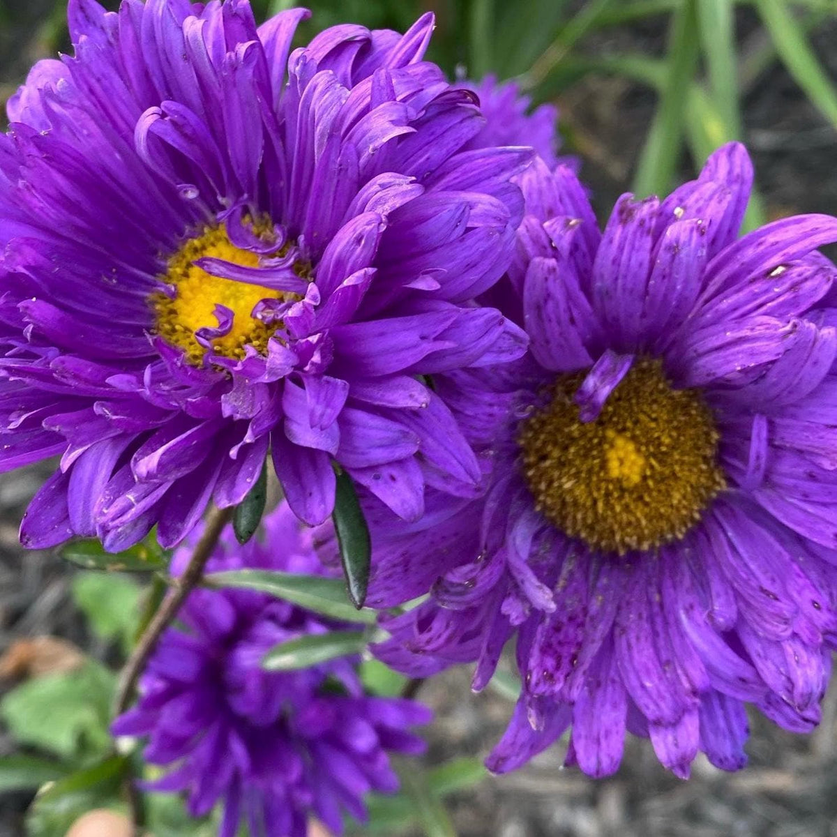 Aster Flower Seed
