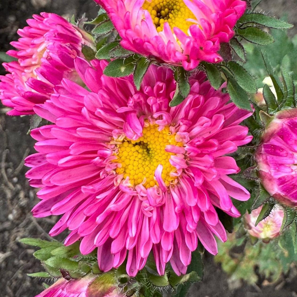 Aster Flower Seed