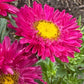 Aster Flower Seed