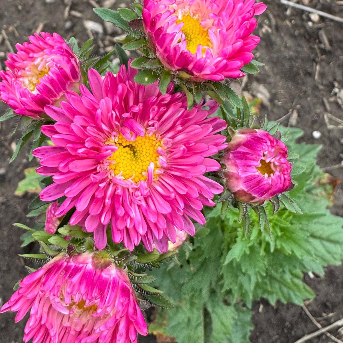 Aster Flower Seed