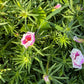 Giant Rose Moss, Portulaca Grandiflora, 100+ Count Color Variety Seed
