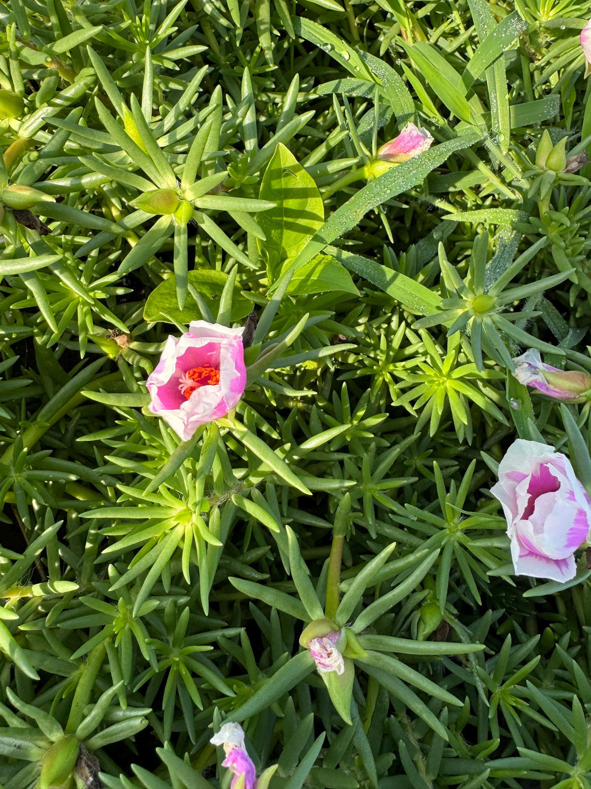 Giant Rose Moss, Portulaca Grandiflora, 100+ Count Color Variety Seed