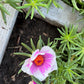 Giant Rose Moss, Portulaca Grandiflora, 100+ Count Color Variety Seed