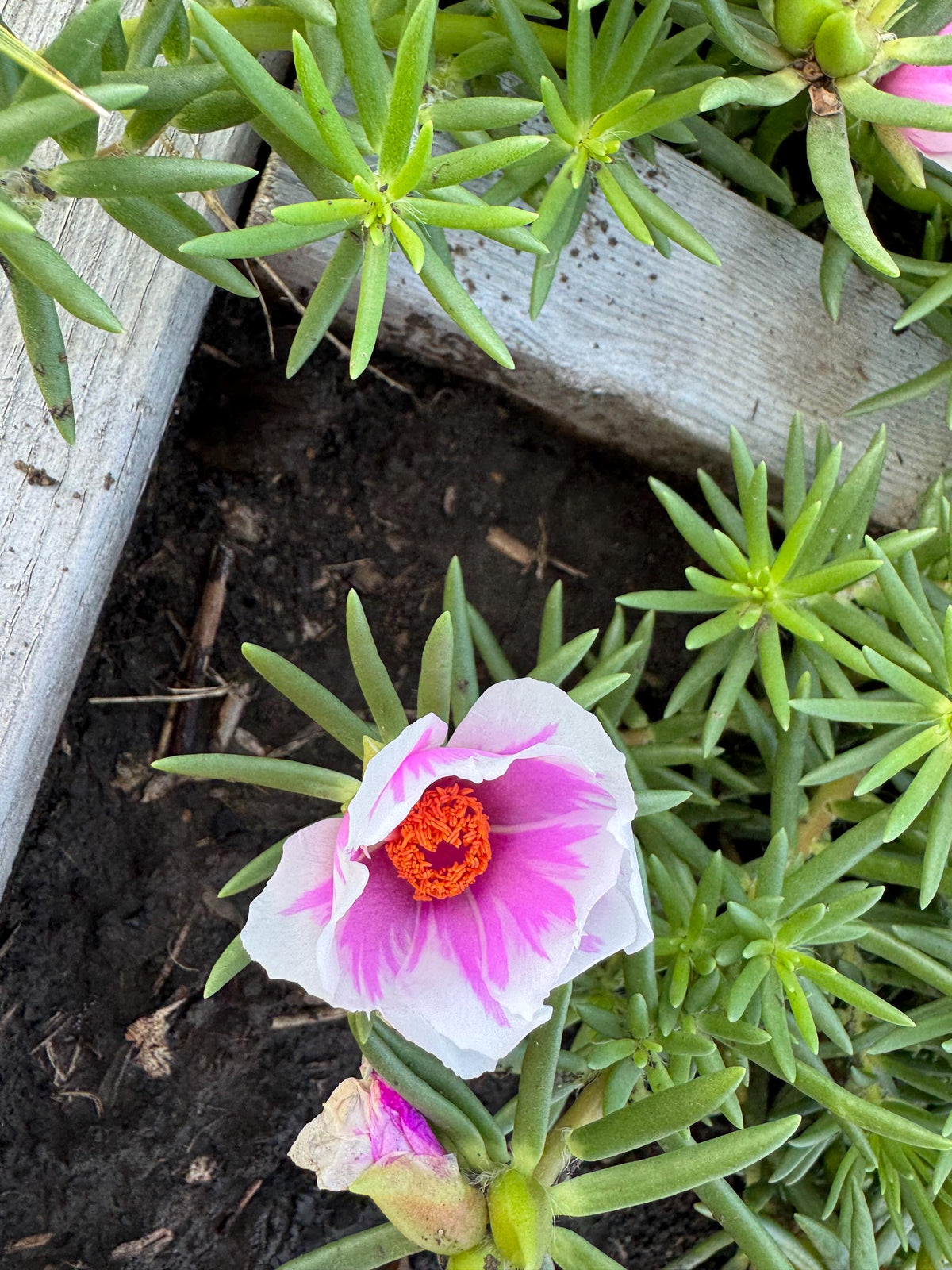 Giant Rose Moss, Portulaca Grandiflora, 100+ Count Color Variety Seed