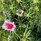 Giant Rose Moss, Portulaca Grandiflora, 100+ Count Color Variety Seed