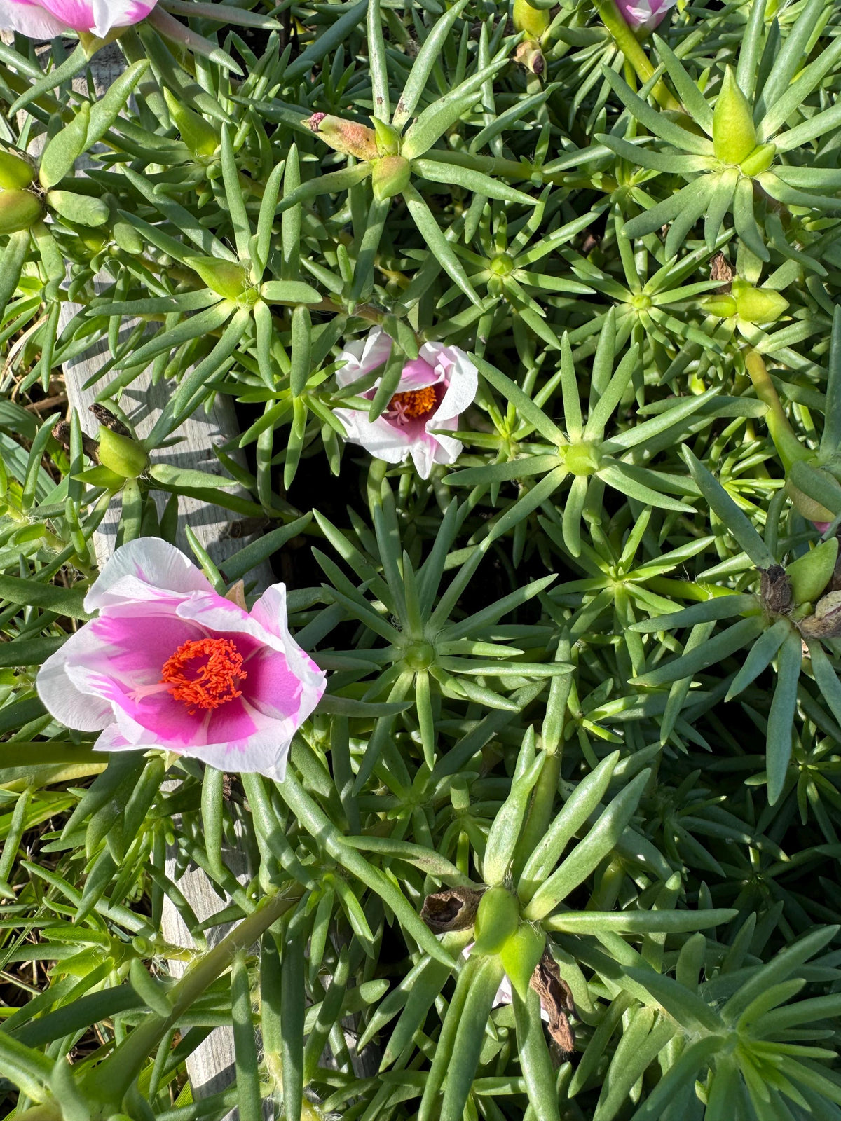 Giant Rose Moss, Portulaca Grandiflora, 100+ Count Color Variety Seed