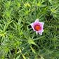 Giant Rose Moss, Portulaca Grandiflora, 100+ Count Color Variety Seed