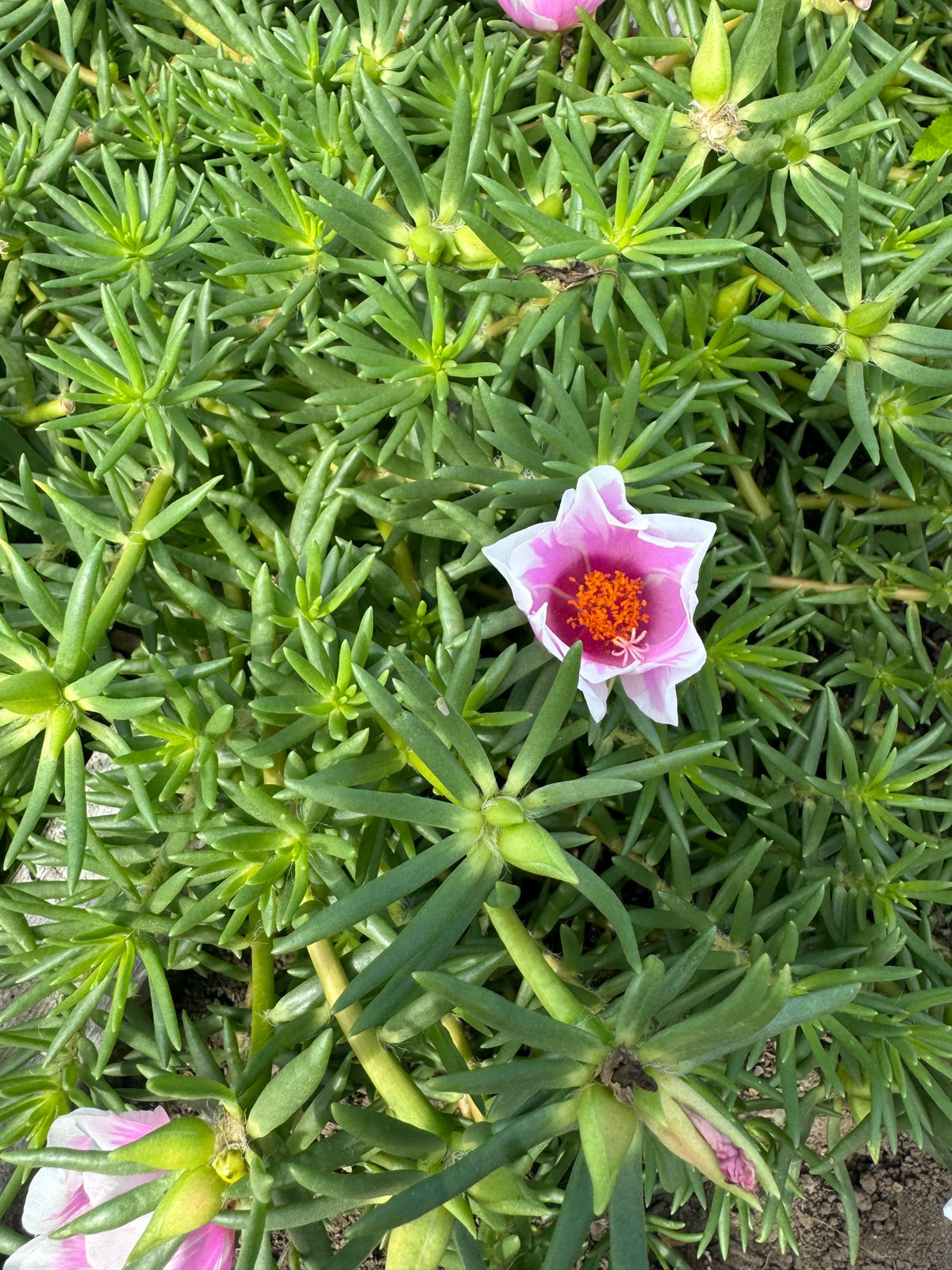 Giant Rose Moss, Portulaca Grandiflora, 100+ Count Color Variety Seed