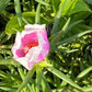 Giant Rose Moss, Portulaca Grandiflora, 100+ Count Color Variety Seed