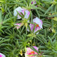 Giant Rose Moss, Portulaca Grandiflora, 100+ Count Color Variety Seed