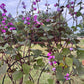 Hyacinth Bean Flowering Vine Seed