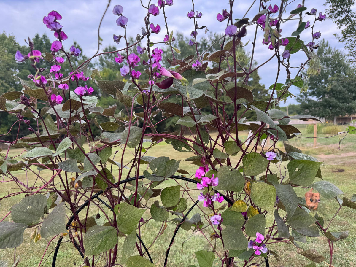Hyacinth Bean Flowering Vine Seed