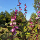 Hyacinth Bean Flowering Vine Seed