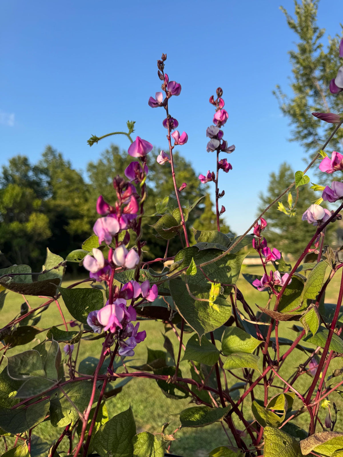 Hyacinth Bean Flowering Vine Seed