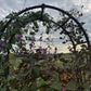 Hyacinth Bean Flowering Vine Seed