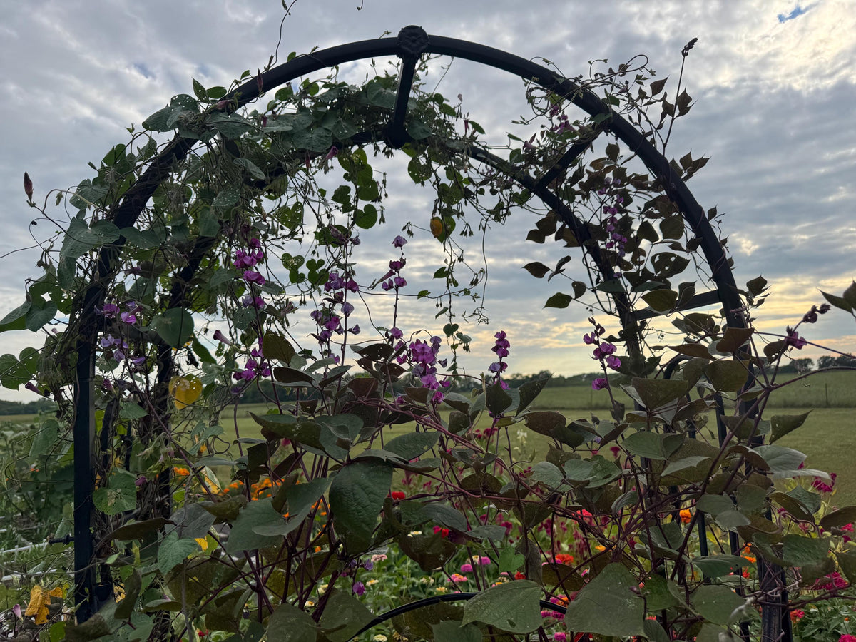 Hyacinth Bean Flowering Vine Seed