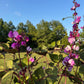 Hyacinth Bean Flowering Vine Seed