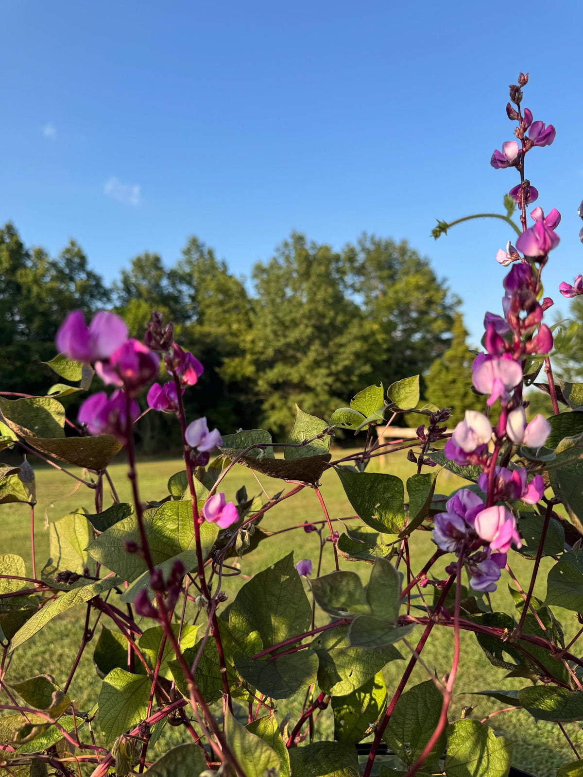 Hyacinth Bean Flowering Vine Seed