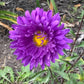 Aster Flower Seed