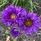 Aster Flower Seed