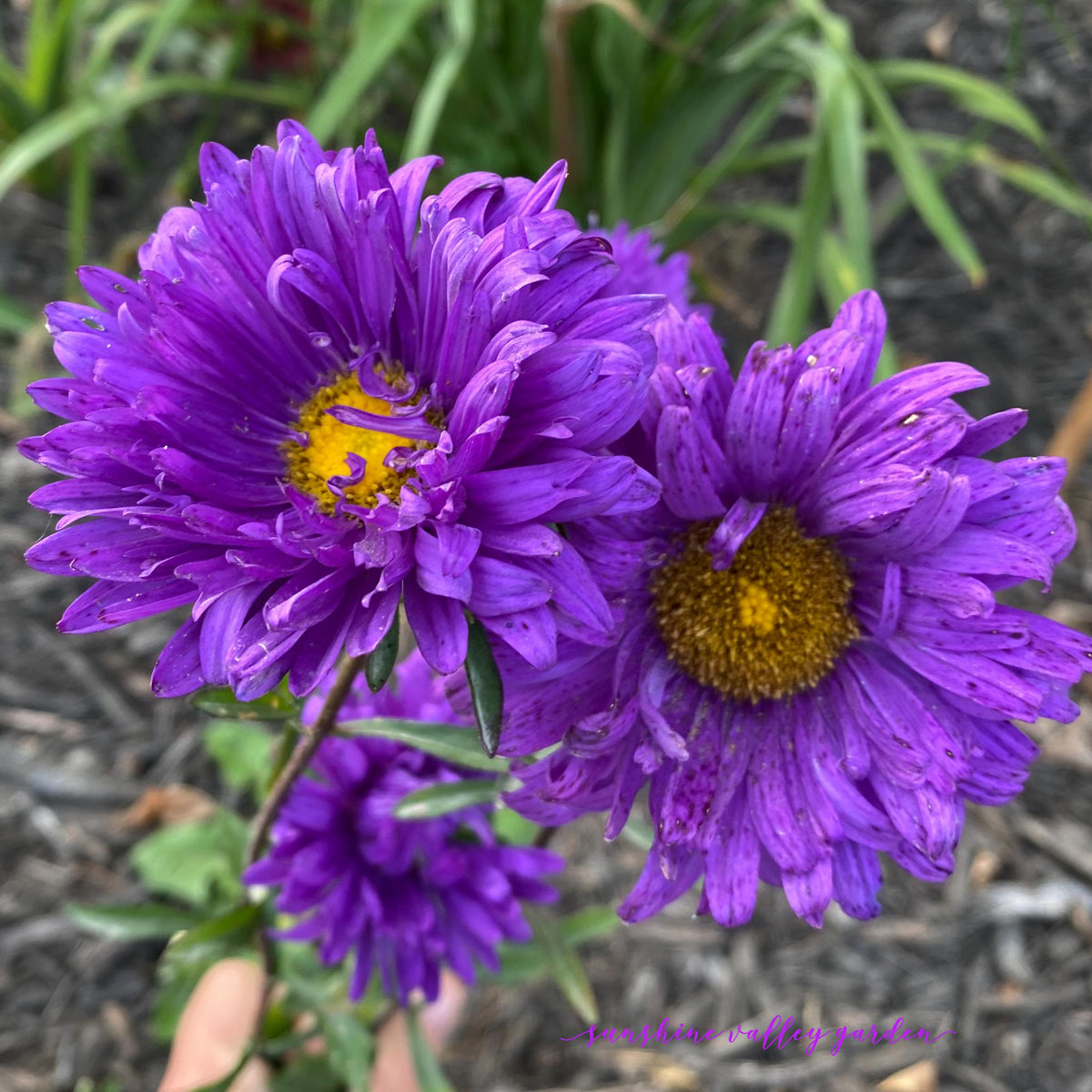 Aster Flower Seed